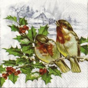 2 robin auf zweig 001