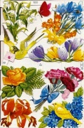 bunte blumen 1547 001