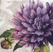 c-48 purple passion cream