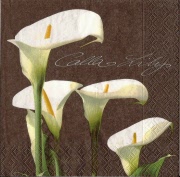 calla lily 001