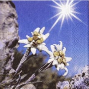edelweiss 001