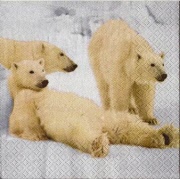 eisbär familie 001
