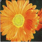 gerbera 001