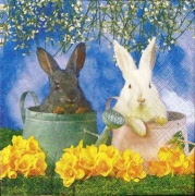 hasen schwarz & weiss 001