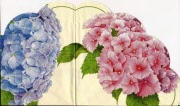 hortensia rot + blau 001