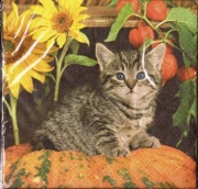 kätzchen auf kürbis 001