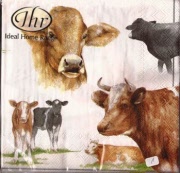 kühe 001