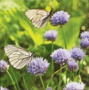 klee  mit schmetterling 001