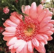l-480700gerbera pink