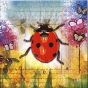 ladybug 001