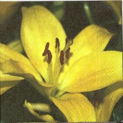 lilie gelb 001