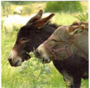 m4ni6bgefhutxufjbxclchw