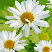 miss daisy 11000 25 x 25