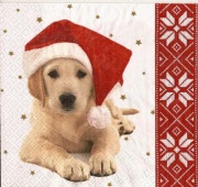 neues hündchen mit weihn. mütze 001