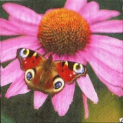 pfauenaug auf margrite 001