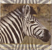 safari strips 001