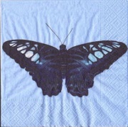 schmetterling blau 001