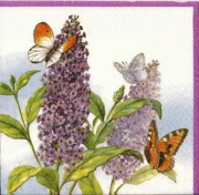 schmetterlingsflieder 001