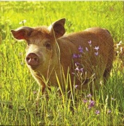 schwein auf der wiese 001