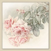 sg-80082.jpg belle roses