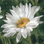 sonja 111264 25 x 25