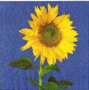 sonnenblume mit stiel 001