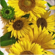 sonnenblumen rar 001