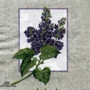 syringa flieder 470300 25 x 25