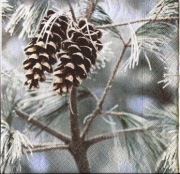 tannzapfen frosty 001