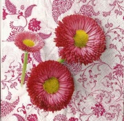 tausendschön  bellis 001