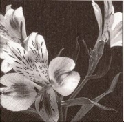 tiegerlilie schwaz  weiss 001