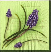 traubenhyazinthe 001