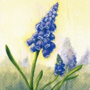 traubenhyazinthen 001