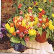 tulpen im topf 001