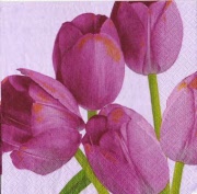 tulpen lila 001