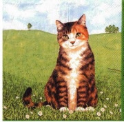 versch katzen 001