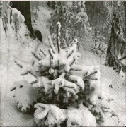 verschneites tännchen 001