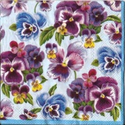 viele stiefmütterchen blau 001