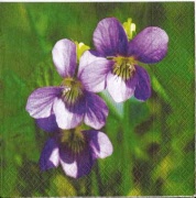 viola 001