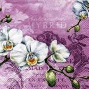 white orchids pink -494655 25 x 25