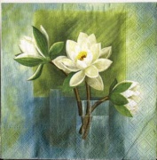 white waterlilye 001