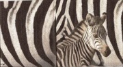 zebra 001