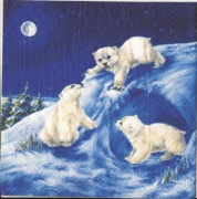 3 junge eisbärchen 001