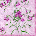 L414850 Campanula rose
