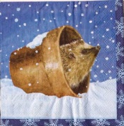 igel im blumentopf 001