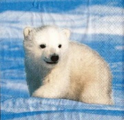kleiner eisbär 001