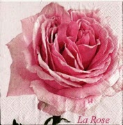 la rose rosa 001