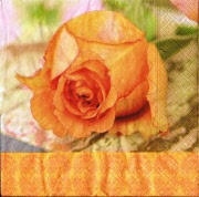 orange rose 001