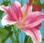 pink auf türkis 001