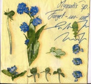 vergissmein nicht 001